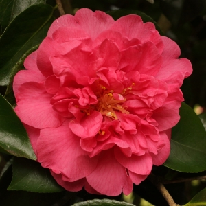 Camellia japonica 'Guest of Honour'