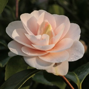 Camellia japonica 'Ave Maria'