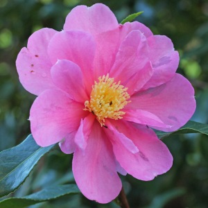 Camellia hybrid 'Flower Girl'