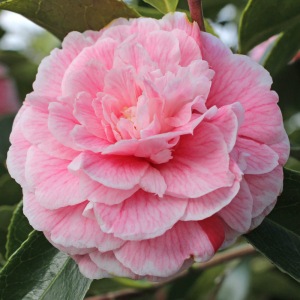 Camellia japonica 'High Hat'
