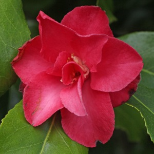 Camellia japonica 'Lady de Saumarez'