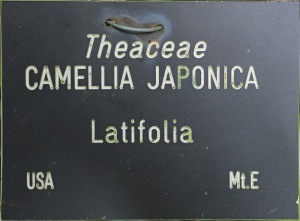 Camellia japonica 'Latifolia'