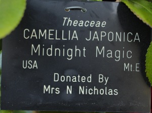 Camellia japonica 'Midnight Magic'