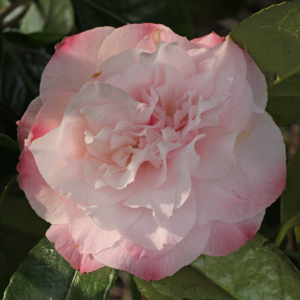Camellia japonica 'Nuccio's Pearl'