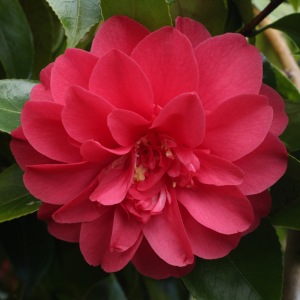 Camellia japonica 'Sunset Glory'
