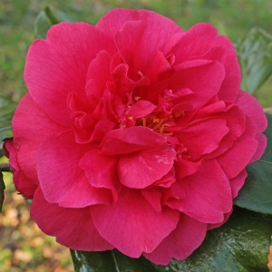 Camellia japonica 'Wonderland'