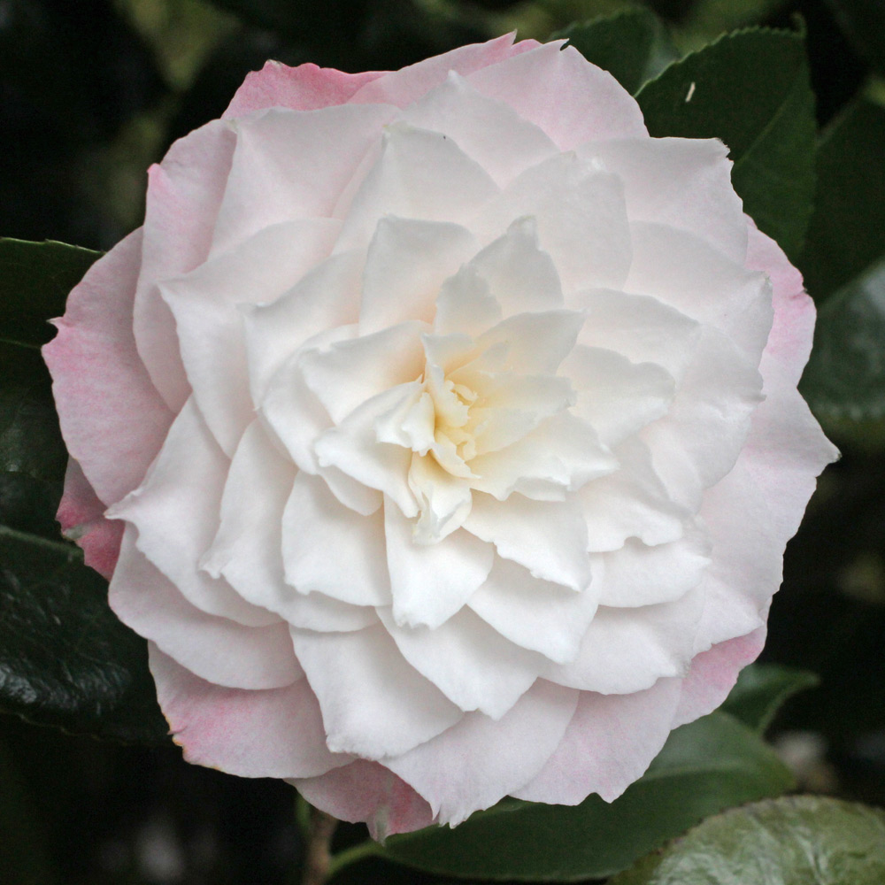 Camellia japonica 'Donnan's Dream'