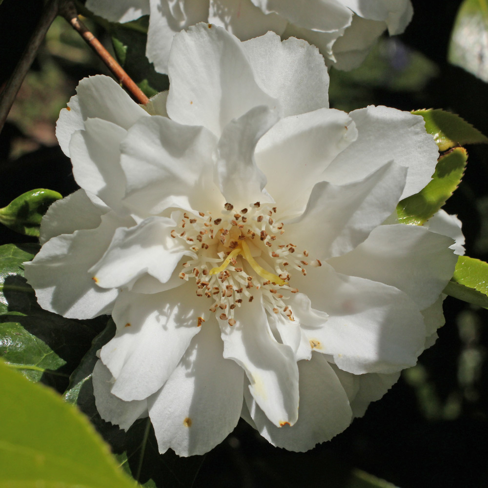 Camellia x williamsii 'Jill Totty'