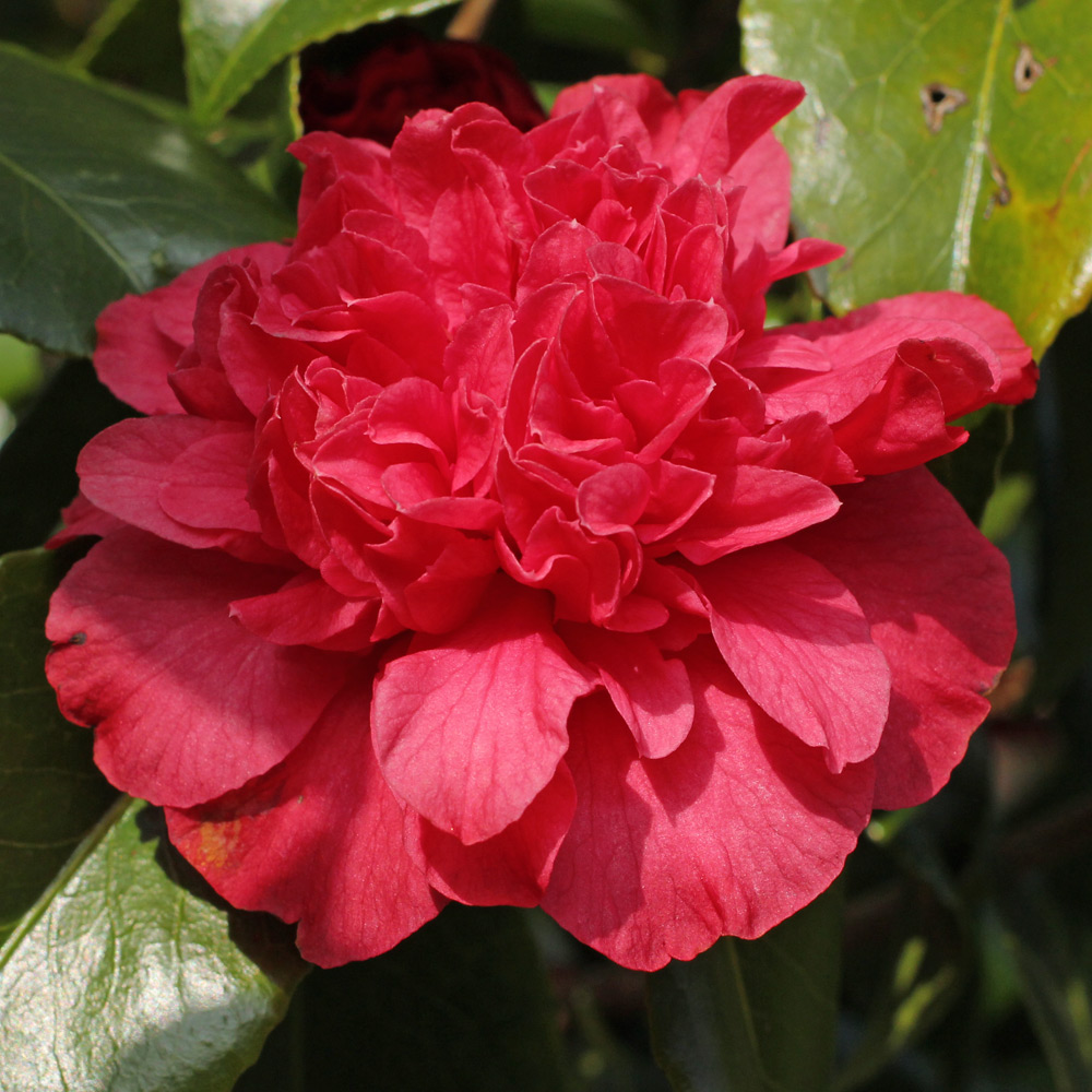 Camellia japonica 'Roman Soldier'