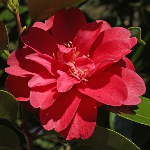 Camellia japonica 'Ruddigore'