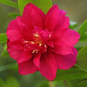 Camellia x hiemalis 'Bonanza'