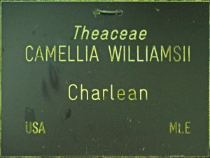 Camellia x williamsii 'Charlean'