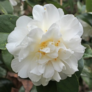 Camellia japonica 'Charlie Bettes'