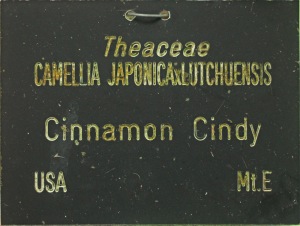 Camellia hybrid 'Cinnamon Cindy'