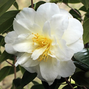 Camellia japonica 'Edelweiss'