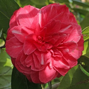 Camellia japonica 'Flowerwood'