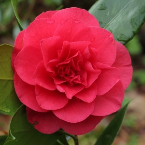 Camellia japonica 'Granada'