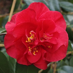 Camellia japonica 'Grand Prix'