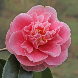 Camellia japonica 'Masquerade'