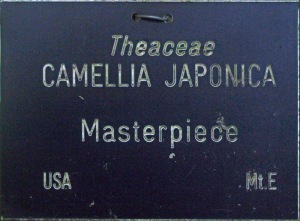 Camellia japonica 'Masterpiece'