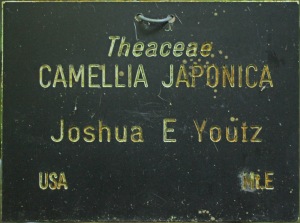 Camellia japonica 'Joshua E. Youtz'