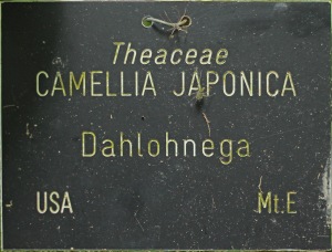 Camellia japonica 'Dahlonega'