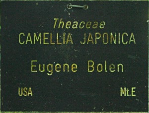 Camellia japonica 'Eugene Bolen'