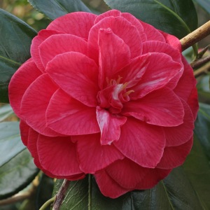 Camellia japonica 'Purple Emperor'