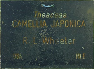 Camellia japonica 'R L Wheeler'