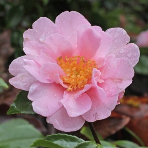 Camellia hiemalis 'Showa Supreme'