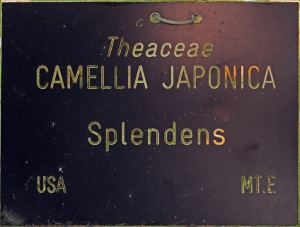 Camellia japonica 'Splendens'