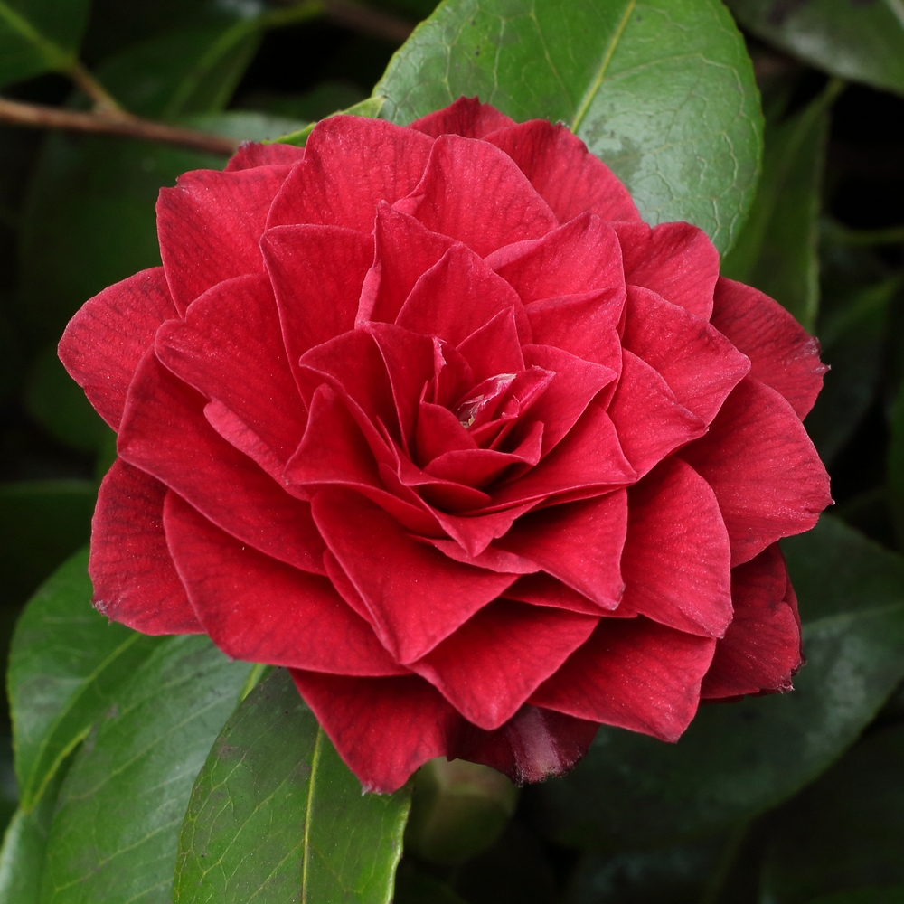 Camellia japonica 'Black Tie'