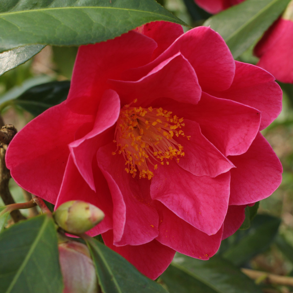 Camellia 'Frank Houser'