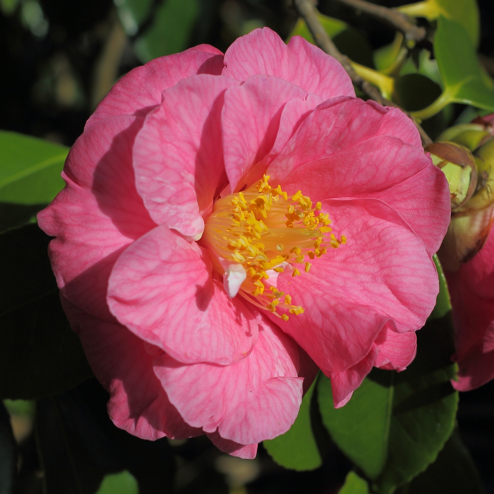Camellia japonica 'Lucy Hestor'