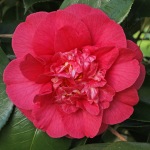 Camellia japonica 'Mary J. Wheeler'