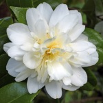Camellia japonica 'Silver Ruffles'