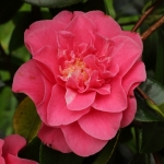 Camellia japonica 'Bambino'