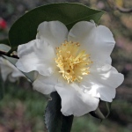 Camellia x williamsii 'Coppelia Alba'