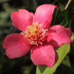 Camellia Exaltation AM 64