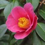 Camellia x williamsii 'St Ewe'