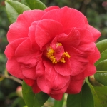 Camellia japonica 'Blackburnia'