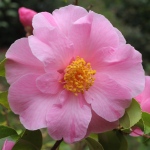 Camellia x williamsii 'Carolyn Williams'