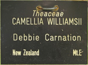 Camellia x williamsii 'Debbie's Carnation'