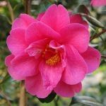 Camellia x williamsii 'Hilo'