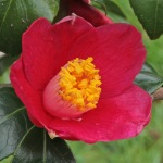 Camellia japonica 'Scented Red'