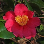 Camellia japonica 'Tregye'