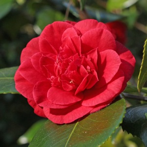 Camellia japonica 'Twiss Cornwall'