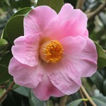 Camellia x williamsii 'Wood Nymph'