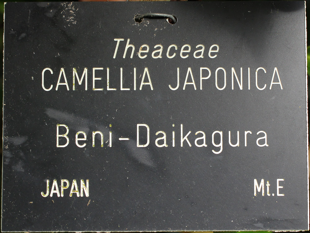 Camellia japonica 'Benidaikagura'