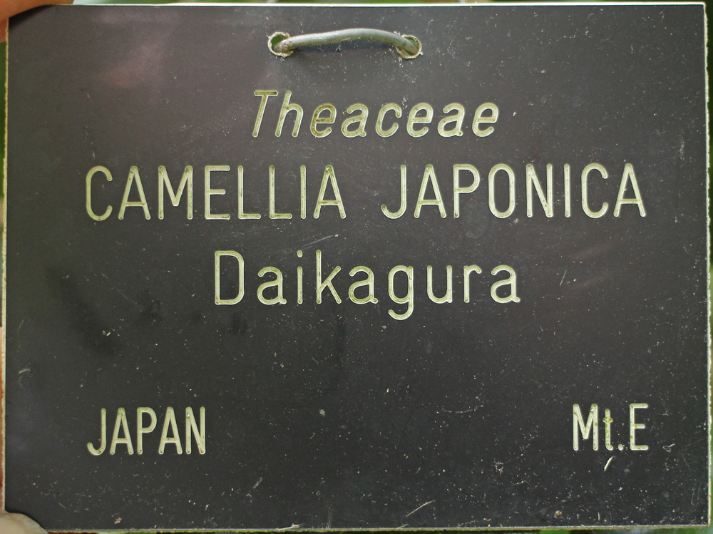 Camellia japonica 'Daikagura'